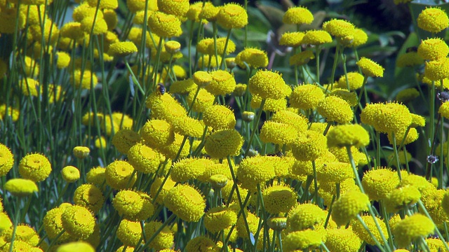 MS Flowers in botanic garden /哥本哈根，丹麦，丹麦视频素材