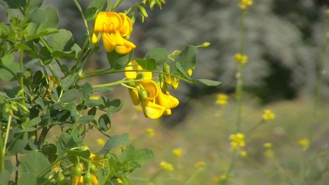 Wind And Nature高清无缝，视频素材