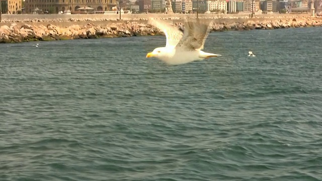 海鸥系列1080p视频素材