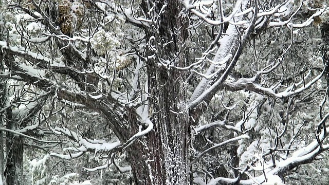 雪落在光秃秃的树上，美国视频素材