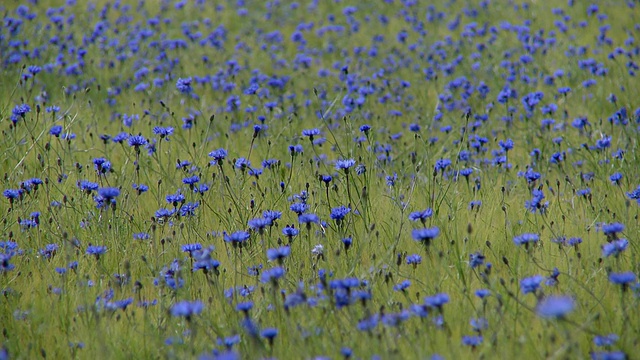 丹麦:田野里的蓝色花朵视频素材