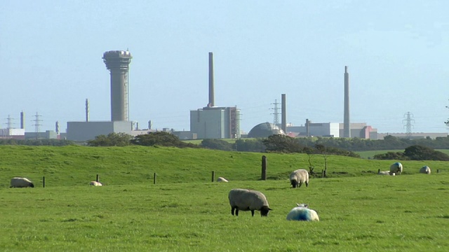 英国坎布里亚郡，前景/湖区，WS Sellafield核电站，绵羊放牧视频素材