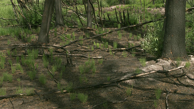 MS stick on forest floor /黄石公园，怀俄明州，美国视频素材