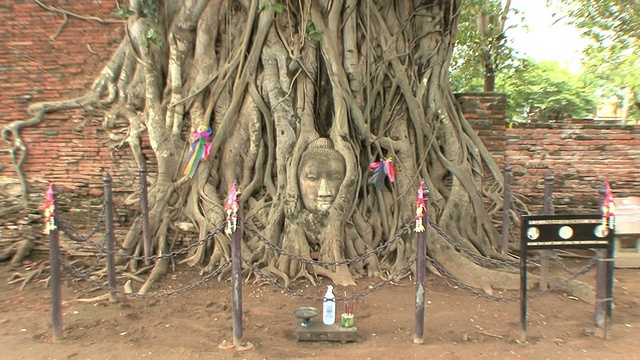 泰国大城府玛哈塔寺公园，一棵无花果树上长满了佛像的头视频素材