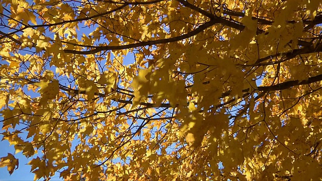 MS Autumn tree blowing in wind /温莎，康涅狄格州，美国视频素材