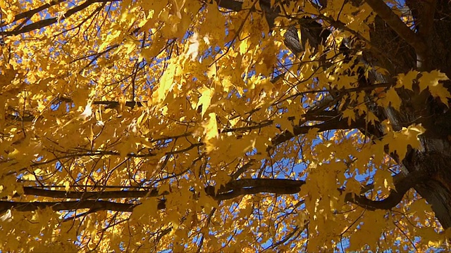 MS Autumn tree blowing in wind /温莎，康涅狄格州，美国视频下载