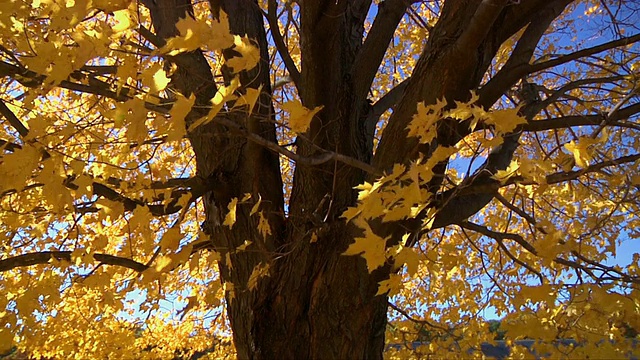 MS Autumn tree blowing in wind /温莎，康涅狄格州，美国视频素材