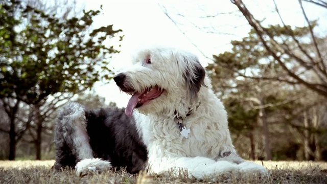 中等拍摄的牧羊犬躺在草地上，四处张望，喘息/德克萨斯州达拉斯视频素材