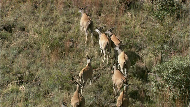 航拍WS ZI MS Herd of Thomson's gazelle小跑，莫迪奎，南非西北部视频素材