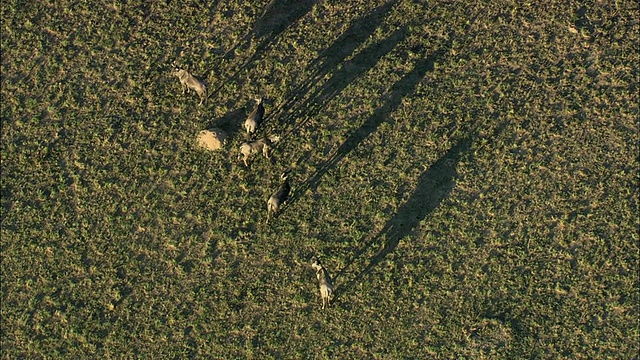 空中WS ZO角马站在大草原，兰尼斯堡野生动物保护区，索尔斯波特，南非西北部视频素材