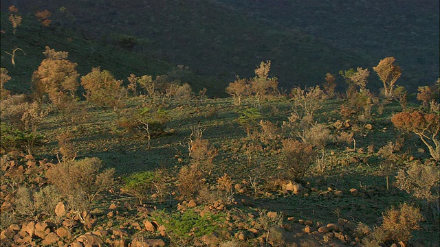 AERIAL WS ZO Savannah, Pilanesberg Game Reserve, sauspoort，西北，南非视频素材