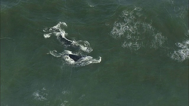 一对南莱特鲸潜水在海洋，Muizenberg，西开普，南非视频素材