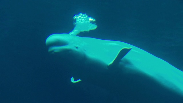 美国乔治亚州亚特兰大市乔治亚水族馆水下游泳的白鲸视频素材