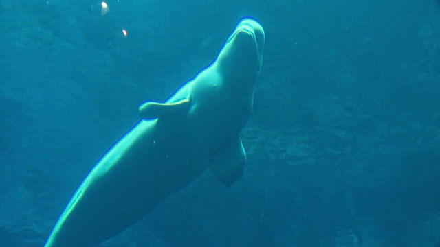 美国乔治亚州亚特兰大市乔治亚水族馆水下游泳的白鲸视频素材