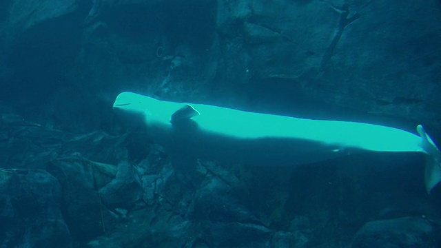 美国乔治亚州亚特兰大市乔治亚水族馆水下游泳的白鲸视频素材