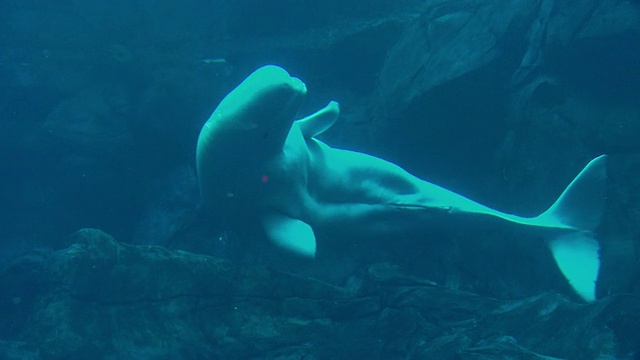 美国乔治亚州亚特兰大市乔治亚水族馆水下游泳的白鲸视频素材