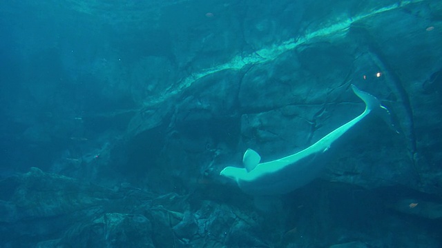 在美国乔治亚州亚特兰大乔治亚水族馆水下游泳的WS白鲸(海豚白鲸)视频素材