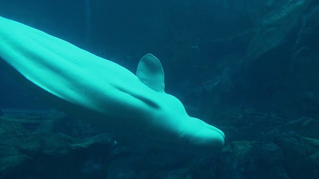 美国乔治亚州亚特兰大市乔治亚水族馆水下游泳的白鲸视频素材