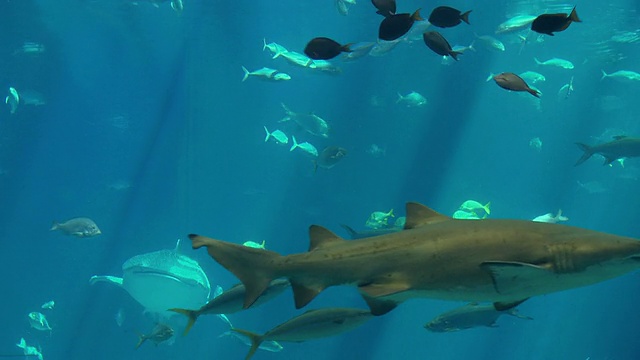 MS鲸鲨(斑疹犀牛)和一组鱼游泳在乔治亚水族馆/亚特兰大，乔治亚，美国视频素材