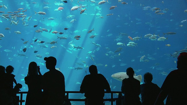 美国乔治亚州亚特兰大市，人们看着在乔治亚水族馆游泳的鱼视频素材