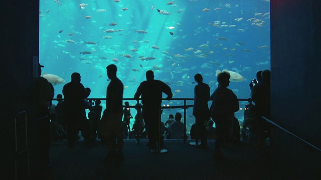 美国乔治亚州亚特兰大，人们在看在乔治亚水族馆游泳的鱼视频素材