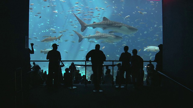 在美国乔治亚州亚特兰大的乔治亚水族馆，人们看着鱼和鲸鲨(斑马鲨)游泳视频素材