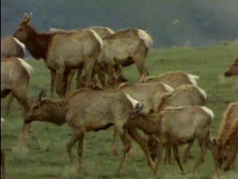 从右到左穿过放牧的麋鹿群(Cervus elaphus)，走过田野/从左到右/怀俄明州视频素材