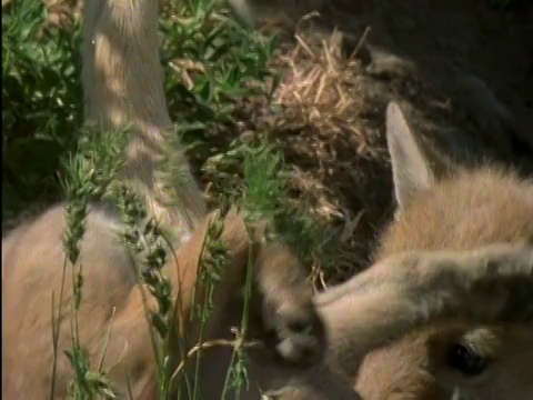 近距离的郊狼(Canis latrans)母亲试图捡起喧闹的小狗在野外的研究中心/洛根，犹他州视频素材