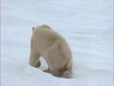 北极熊在雪中打滚/起床/熊走开的背影/哈德逊湾，马尼托巴，加拿大视频素材