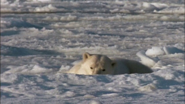 北极熊(Ursus maritimus)走过冰冻的水面寻找食物/躺下，在雪中摩擦脸，然后再爬起来/加拿大马尼托巴省的哈德逊湾视频素材