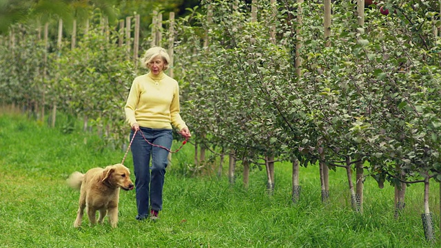 美国佛蒙特州曼彻斯特的一名老妇人带着金毛猎犬在果园里散步视频素材