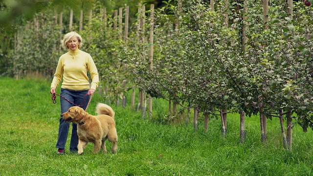 美国佛蒙特州曼彻斯特的一名老妇人带着金毛猎犬在果园里散步视频素材