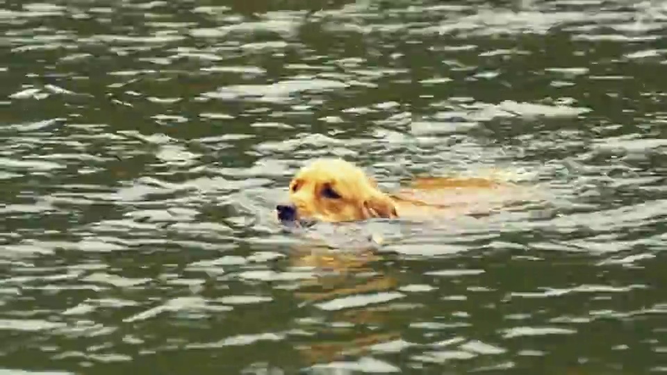 铜潘金毛寻回犬在美国佛蒙特州曼彻斯特湖捡棍棒视频素材