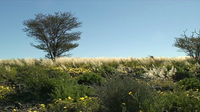 拥有野花和干草的WS PAN草地/基比翁，纳米比亚视频素材