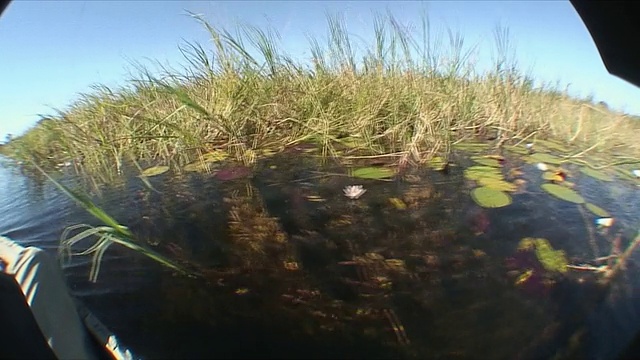 WS SIDE POV Lilly pads和草在运河/奥卡万戈三角洲，博茨瓦纳视频素材