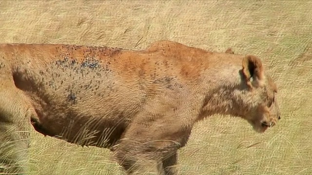 坦桑尼亚塞伦盖蒂(Serengeti)视频素材