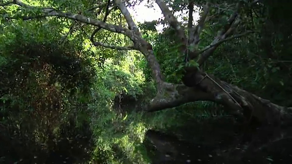 SLO MO POV移动在树木排列的“igarapes”小河流或通道连接河流/ Sao Gabriel da Cachoeira，亚马逊，巴西视频素材