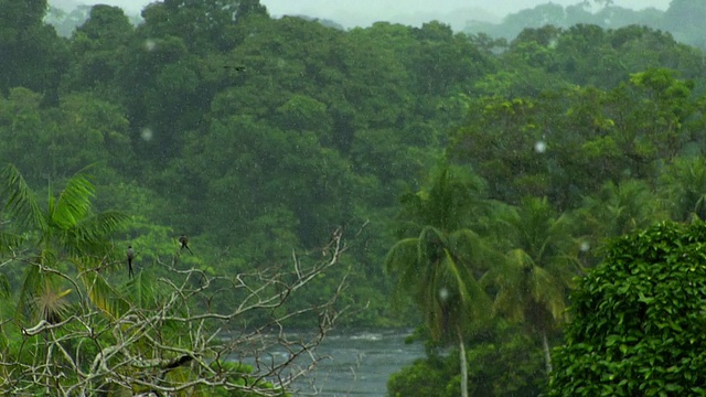 MS River Negro and woods during tropical summer雨天/ Sao Gabriel da Cachoeira，亚马孙河，巴西视频素材