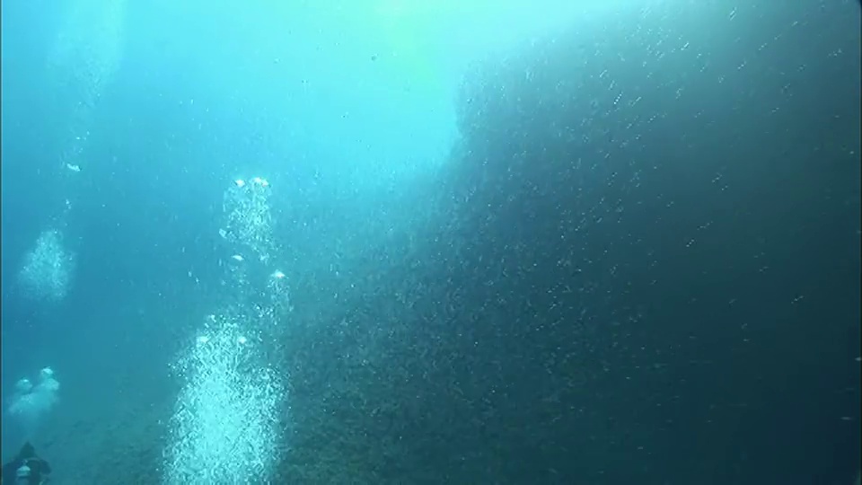 WS HA在红海/埃及的两个水肺潜水员和水泡泡的后视图视频素材