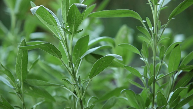 CU男子采摘草药/泽西城，新泽西州，美国视频素材