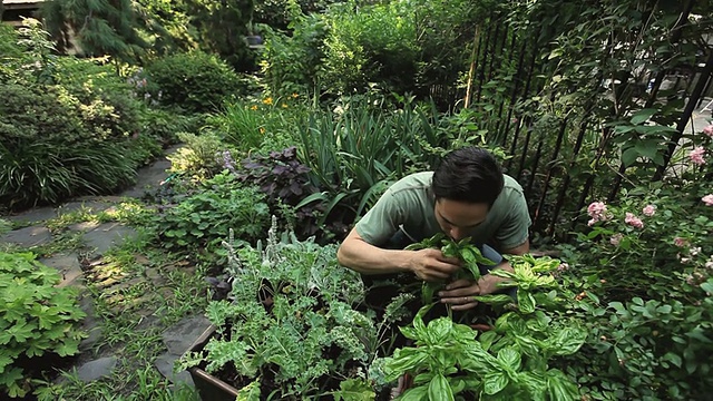 美国新泽西州泽西城，一名男子进入后院花园并检查药草视频素材