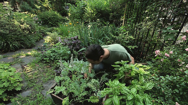 一对年轻夫妇在美国新泽西州泽西城的后院花园检查草药视频下载