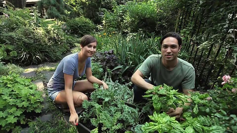 一对年轻夫妇在美国新泽西州泽西城的后花园检查草药视频素材