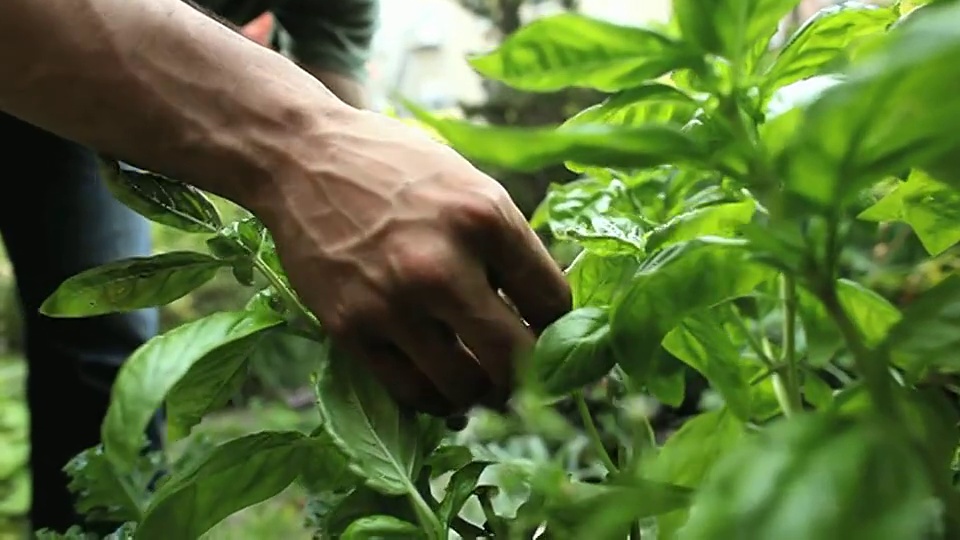 CU TU TD男子在美国新泽西州泽西城的后院花园检查和采摘草药视频素材