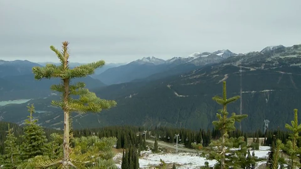 惠斯勒山的小云杉，背景是黑梳山/惠斯勒，加拿大不列颠哥伦比亚省视频素材