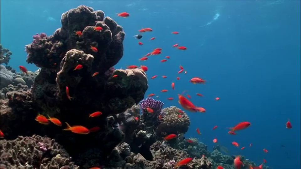 埃及，沙姆沙伊赫，红海珊瑚礁上的WS LA群花(Shoaling Anthias)视频素材