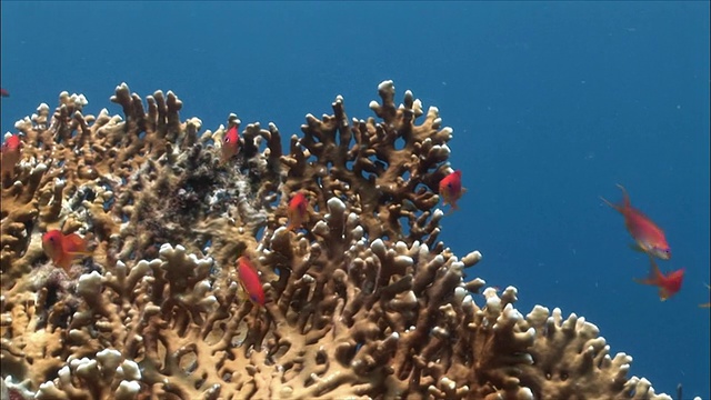 埃及沙姆沙伊赫，红海珊瑚上的MS群花(Shoaling Anthias)视频素材