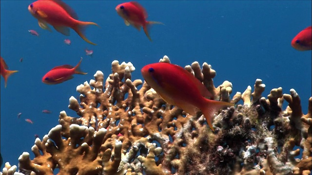 埃及沙姆沙伊赫，红海珊瑚上的MS群花(Shoaling Anthias)视频素材