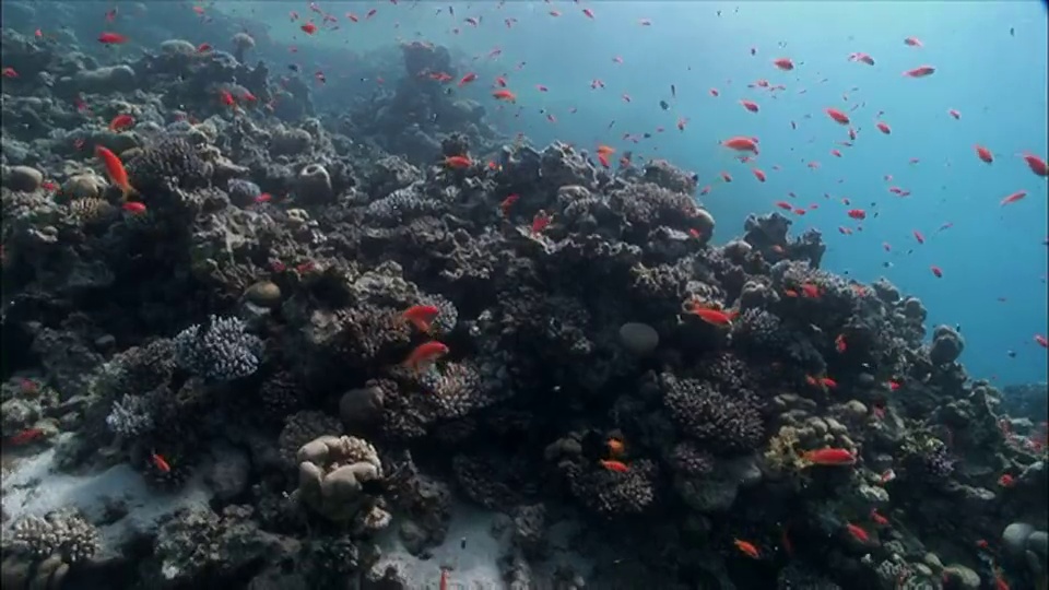 埃及，沙姆沙伊赫，红海珊瑚上的WS组花冠(Shoaling Anthias视频素材