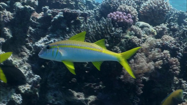 在埃及红海/沙姆沙伊赫的珊瑚礁中游动的MS黄鳍山羊(Mulloidicthys vanicolensis视频素材